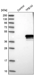 Western blot analysis in control (vector only transfected HEK293T lysate) and TFB1M over-expression lysate (Co-expressed with a C-terminal myc-DDK tag (~3.1 kDa) in mammalian HEK293T cells, LY402490).