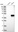 Anti-TFB1M Antibody