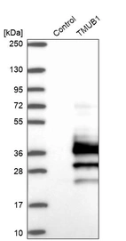 Western blot analysis in control (vector only transfected HEK293T lysate) and TMUB1 over-expression lysate (Co-expressed with a C-terminal myc-DDK tag (~3.1 kDa) in mammalian HEK293T cells, LY410511).
