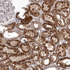 Anti-SMC4 Antibody