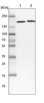 Lane 1: NIH-3T3 cell lysate (Mouse embryonic fibroblast cells)_br/_Lane 2: NBT-II cell lysate (Rat Wistar bladder tumour cells)