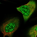 Immunofluorescent staining of human cell line U-2 OS shows localization to nuclear speckles & cytosol.