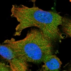Immunofluorescent staining of human cell line U-251 MG shows localization to cytosol.