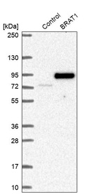 Western blot analysis in control (vector only transfected HEK293T lysate) and BRAT1 over-expression lysate (Co-expressed with a C-terminal myc-DDK tag (~3.1 kDa) in mammalian HEK293T cells, LY407296).