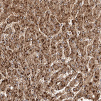 Anti-LRRC25 Antibody