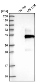 Anti-LRRC25 Antibody