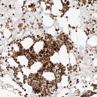 Anti-TRIM4 Antibody