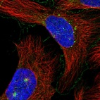 Immunofluorescent staining of human cell line U-2 OS shows localization to plasma membrane, microtubule organizing center & vesicles.