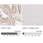 Immunohistochemistry analysis in human testis and skeletal muscle tissues using HPA029472 antibody. Corresponding GGPS1 RNA-seq data are presented for the same tissues.