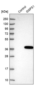 Western blot analysis in control (vector only transfected HEK293T lysate) and GGPS1 over-expression lysate (Co-expressed with a C-terminal myc-DDK tag (~3.1 kDa) in mammalian HEK293T cells, LY401517).
