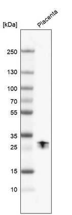 Western blot analysis in human placenta tissue.