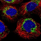 Immunofluorescent staining of human cell line A-431 shows localization to mitochondria.