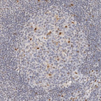 Immunohistochemical staining of human lymph node shows moderate nuclear positivity in a subset of germinal center cells.