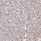 Immunohistochemical staining of human pancreas shows strong nuclear positivity in exocrine glandular cells.