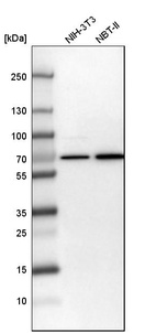 Western blot analysis in mouse cell line NIH-3T3 and rat cell line NBT-II.