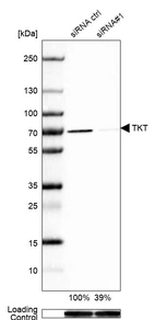 Western blot analysis in A-549 cells transfected with control siRNA, target specific siRNA probe #1, using Anti-TKT antibody. Remaining relative intensity is presented. Loading control: Anti-GAPDH.