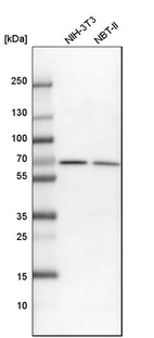 Western blot analysis in mouse cell line NIH-3T3 and rat cell line NBT-II.