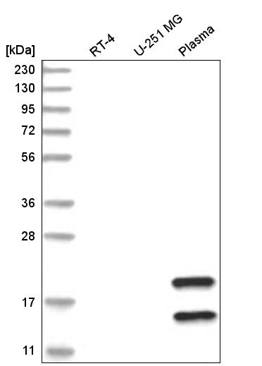 Anti-TMEM241 Antibody