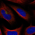 Immunofluorescent staining of human cell line U-2 OS shows localization to the Golgi apparatus.