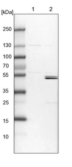 Lane 1: NIH-3T3 cell lysate (Mouse embryonic fibroblast cells)_br/_Lane 2: NBT-II cell lysate (Rat Wistar bladder tumour cells)