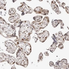 Immunohistochemical staining of human placenta shows strong nuclear positivity in trophoblastic cells.