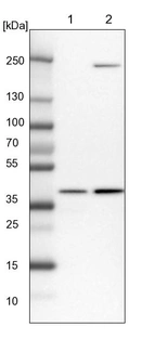 Lane 1: NIH-3T3 cell lysate (Mouse embryonic fibroblast cells)_br/_Lane 2: NBT-II cell lysate (Rat Wistar bladder tumour cells)