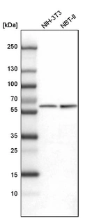 Western blot analysis in mouse cell line NIH-3T3 and rat cell line NBT-II.