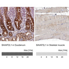 Anti-BAIAP2L1 Antibody