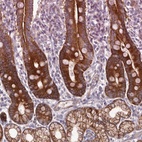 Immunohistochemical staining of human duodenum shows high expression.