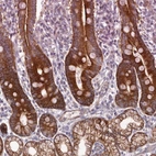 Immunohistochemical staining of human duodenum shows high expression.