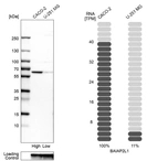 Western blot analysis in human cell lines Caco-2 and U-251MG using Anti-BAIAP2L1 antibody. Corresponding BAIAP2L1 RNA-seq data are presented for the same cell lines. Loading control: Anti-GAPDH.