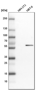 Western blot analysis in mouse cell line NIH-3T3 and rat cell line NBT-II.
