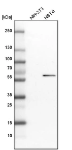 Western blot analysis in mouse cell line NIH-3T3 and rat cell line NBT-II.