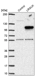 Western blot analysis in control (vector only transfected HEK293T lysate) and LRGUK over-expression lysate (Co-expressed with a C-terminal myc-DDK tag (~3.1 kDa) in mammalian HEK293T cells, LY408189).