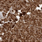Anti-LRGUK Antibody