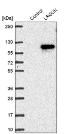 Western blot analysis in control (vector only transfected HEK293T lysate) and LRGUK over-expression lysate (Co-expressed with a C-terminal myc-DDK tag (~3.1 kDa) in mammalian HEK293T cells, LY408189).