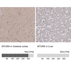 Anti-MTURN Antibody