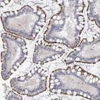 Immunohistochemical staining of human small intestine shows strong granular cytoplasmic positivity in glandular cells.