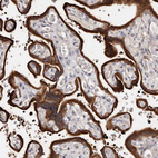 Immunohistochemical staining of human placenta shows strong cytoplasmic positivity in trophoblastic cells.