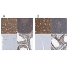 Immunohistochemical staining of human cerebral cortex, lymph node, skeletal muscle and testis using Anti-SEPT7 antibody HPA029524 (A) shows similar protein distribution across tissues to independent antibody HPA023309 (B).