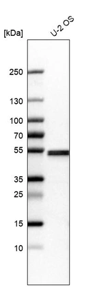 Western blot analysis in human cell line U-2 OS.