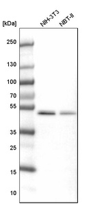Western blot analysis in mouse cell line NIH-3T3 and rat cell line NBT-II.