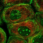 Immunofluorescent staining of human cell line A-431 shows localization to nucleoli, plasma membrane & actin filaments.
