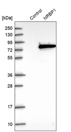 Anti-NRBP1 Antibody
