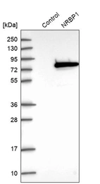 Western blot analysis in control (vector only transfected HEK293T lysate) and NRBP1 over-expression lysate (Co-expressed with a C-terminal myc-DDK tag (~3.1 kDa) in mammalian HEK293T cells, LY415614).