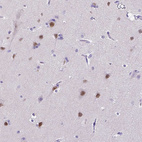 Immunohistochemical staining of human cerebral cortex shows moderate nuclear positivity in neurons.