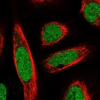 Immunofluorescent staining of human cell line U-2 OS shows localization to nucleoplasm.