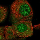 Immunofluorescent staining of human cell line A-431 shows localization to nucleoplasm & cytosol.