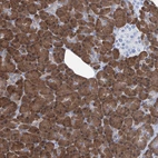 Anti-IMPA2 Antibody