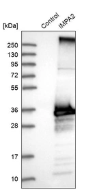 Western blot analysis in control (vector only transfected HEK293T lysate) and IMPA2 over-expression lysate (Co-expressed with a C-terminal myc-DDK tag (~3.1 kDa) in mammalian HEK293T cells, LY415429).